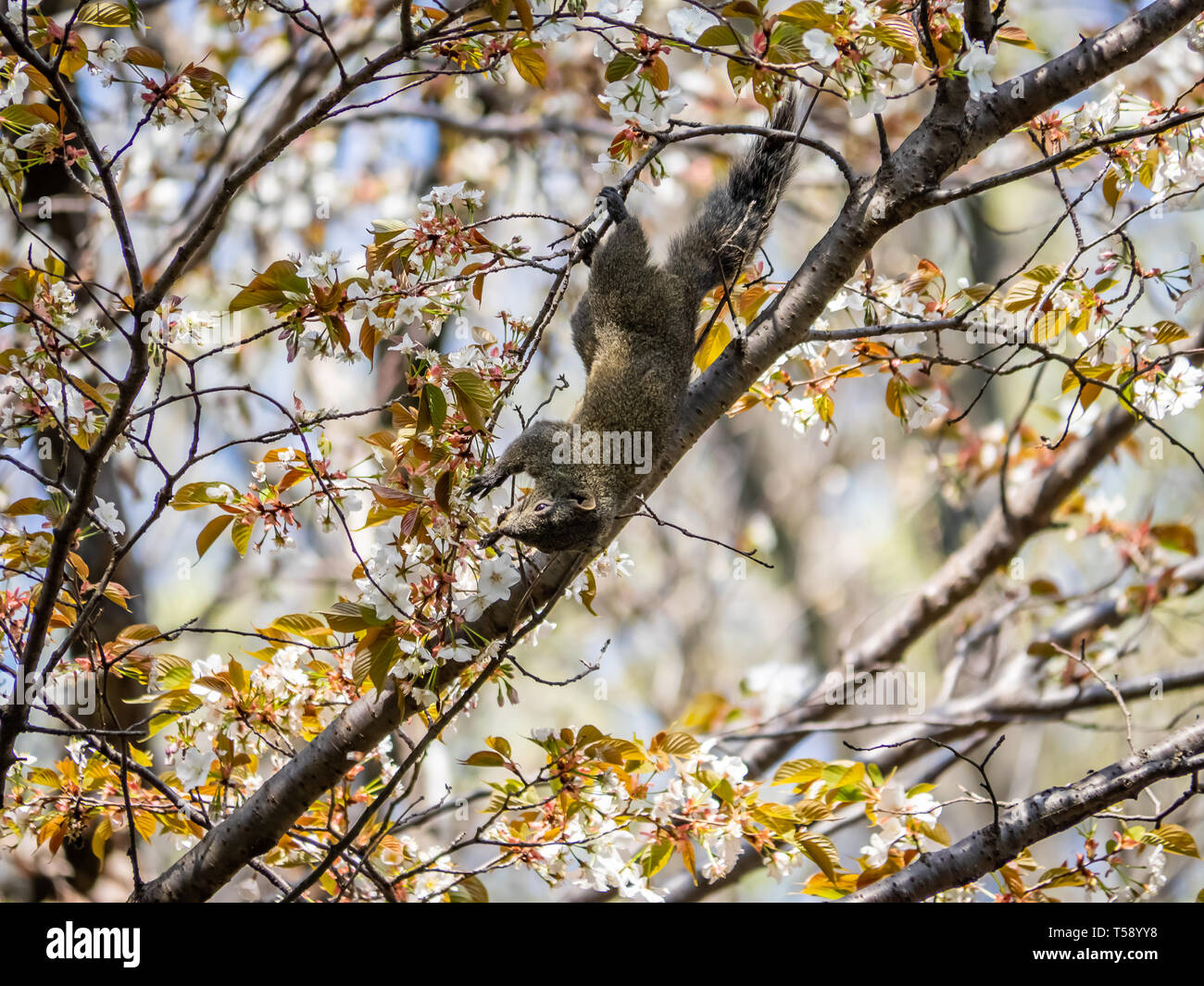 Eine Vielzahl von Pallas der Eichhörnchen, Callosciurus erythraeus, Grünfutter für Lebensmittel in einer japanischen Kirschbaum. Native zu viel von Südostasien, ist es betrachten Stockfoto