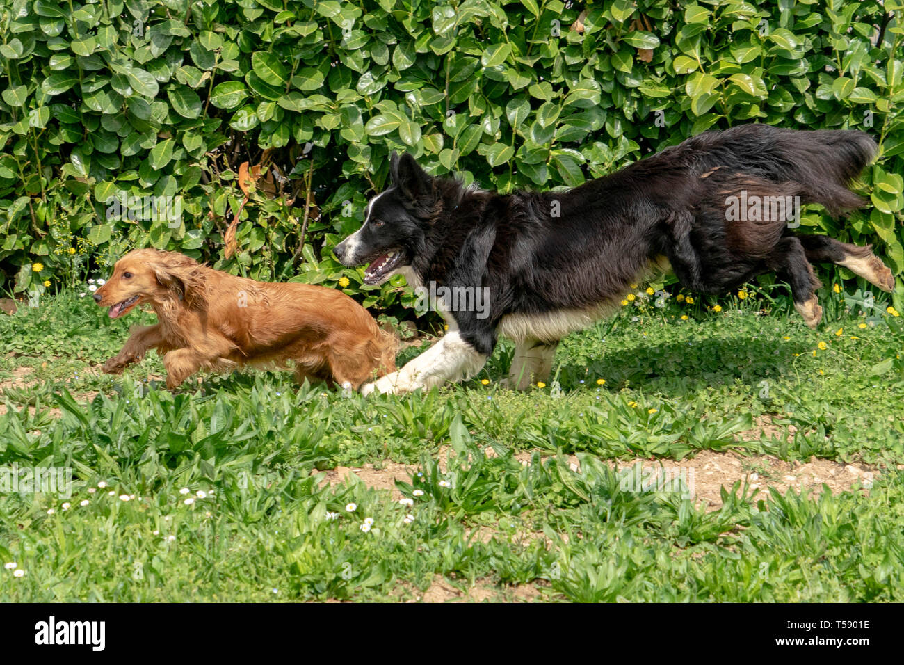 Happy cocker spaniel in das grüne Gras Feld mit einem Border Collie Stockfoto