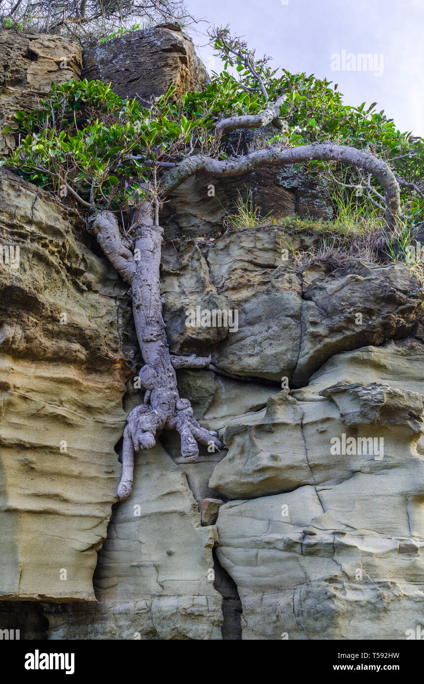 Feigenbaum von Riss in einer felsigen Klippe Stockfoto