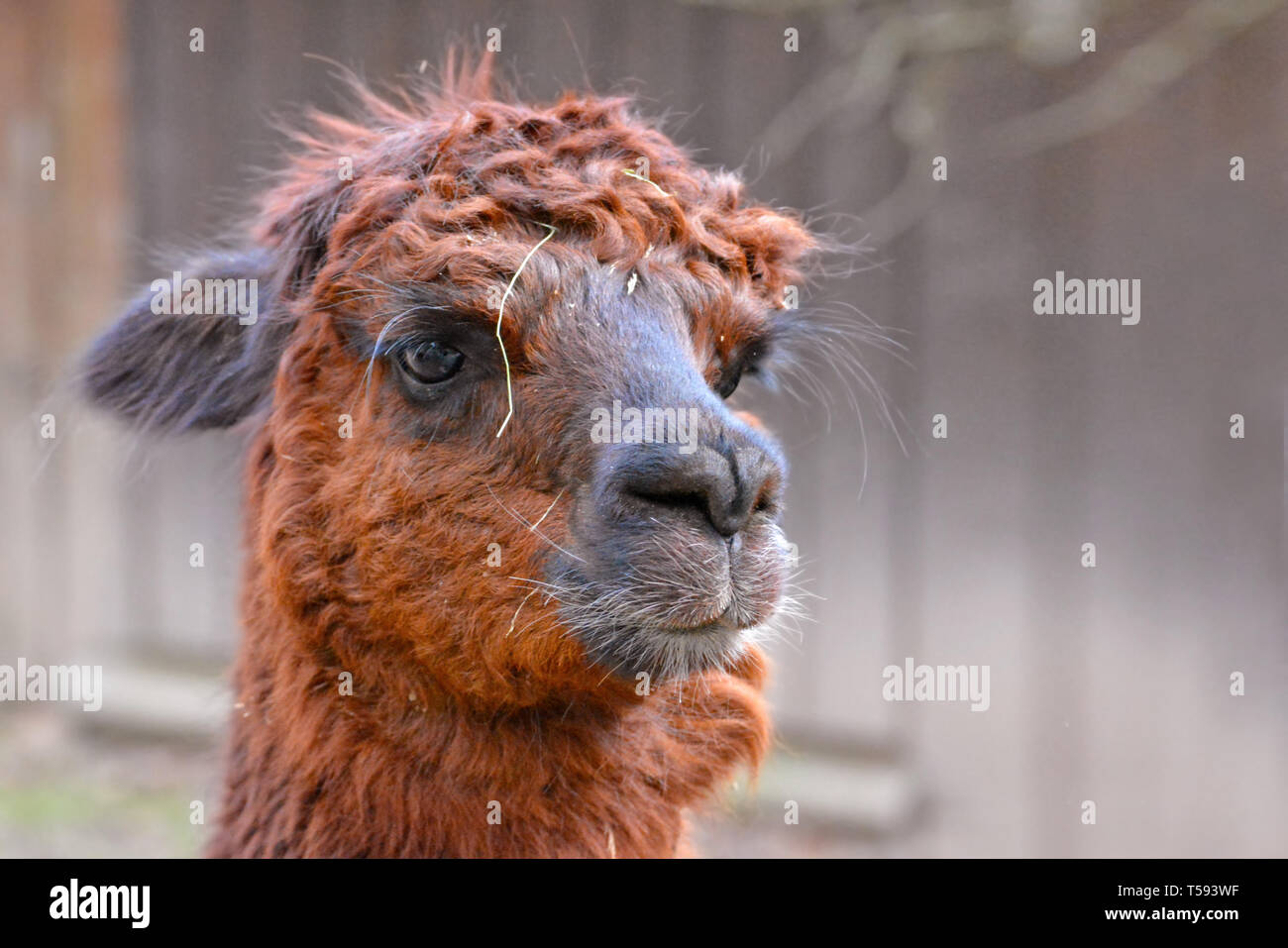 Kopf eines braun haarige Alpaka camelid auf verschwommenen Hintergrund Stockfoto