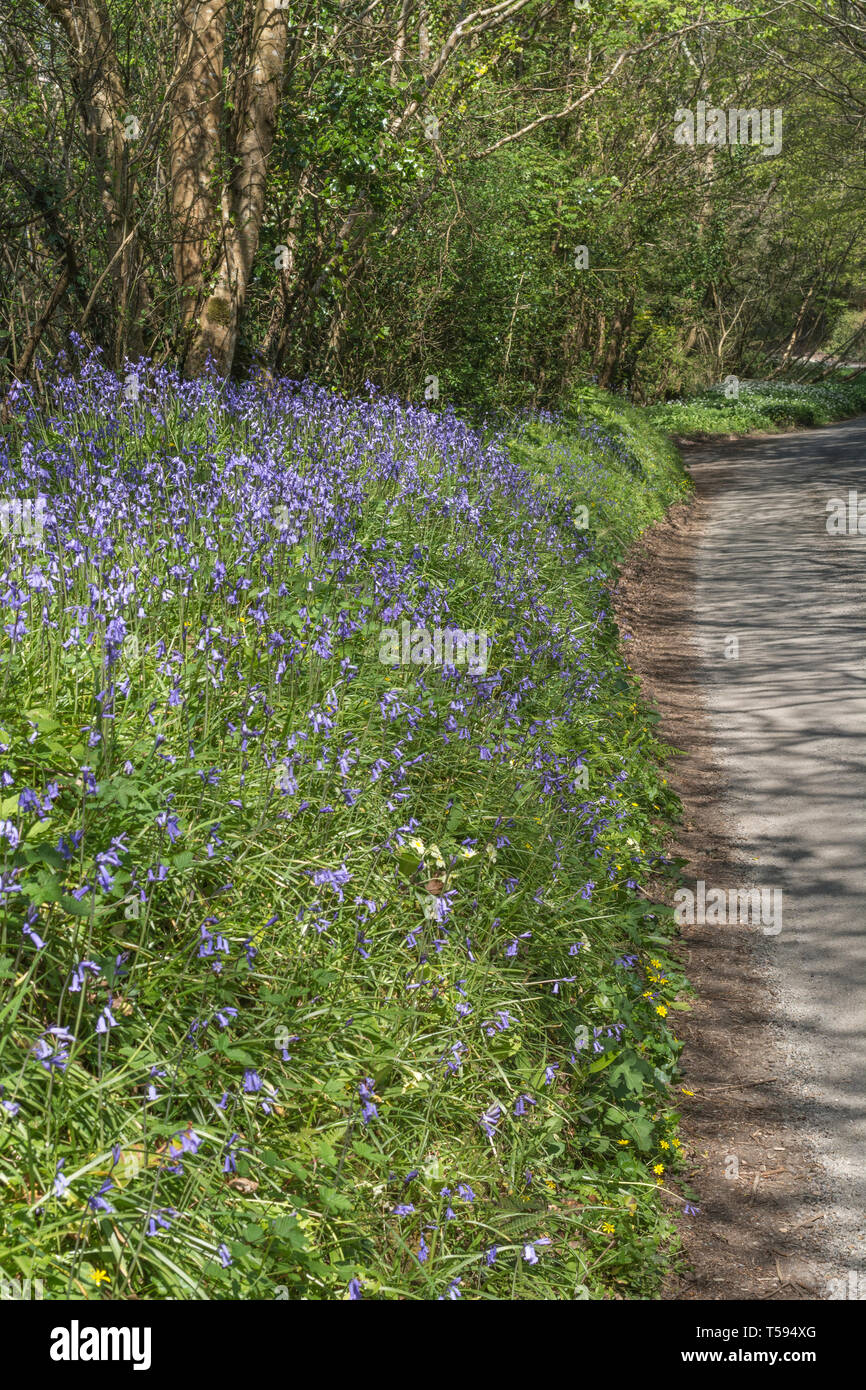 Masse der Bluebells/Endymion non-skriptingunterbrechung wachsenden neben einer landwirtschaftlichen country lane in der Frühlingssonne. Stockfoto