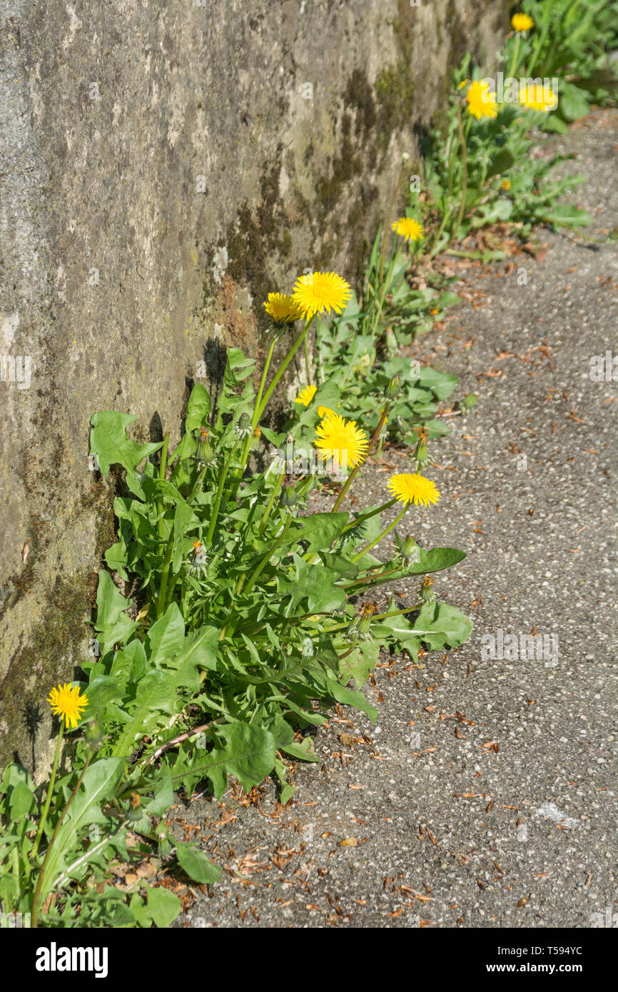 Löwenzahn/Taraxacum officinale Blumen im Springzeit-Sonnenschein gegen Wand und Fußweg. Essbare Blumen. Stockfoto