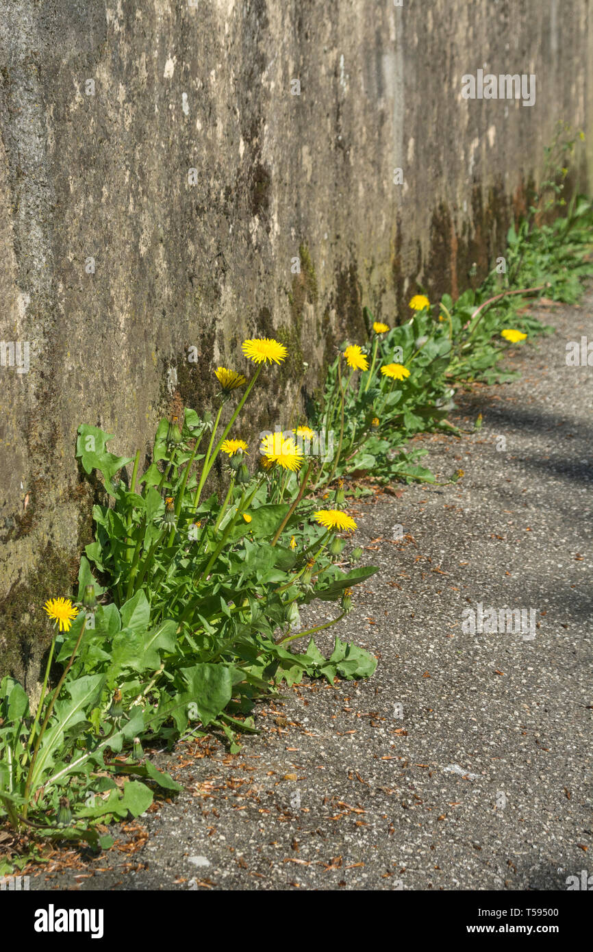 Löwenzahn/Taraxacum officinale Blumen im Springzeit-Sonnenschein gegen Wand und Fußweg. Essbare Blumen. Stockfoto