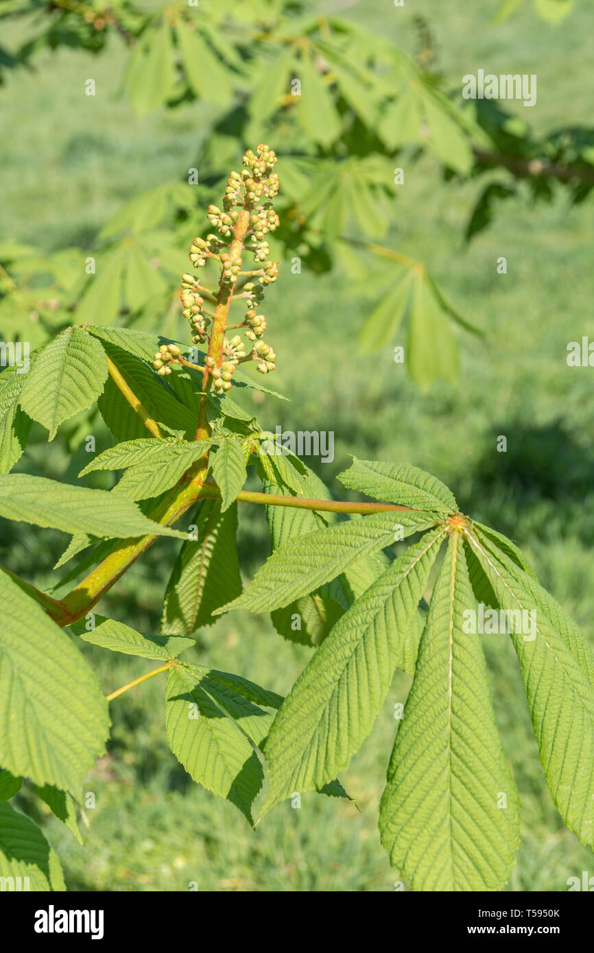 Früh blühende Blumenknospen von Pferd Chestnut / Aesculus hippocastanum im Frühling Sonnenschein. Einmal als Heilpflanze in pflanzlichen Heilmitteln verwendet. Stockfoto