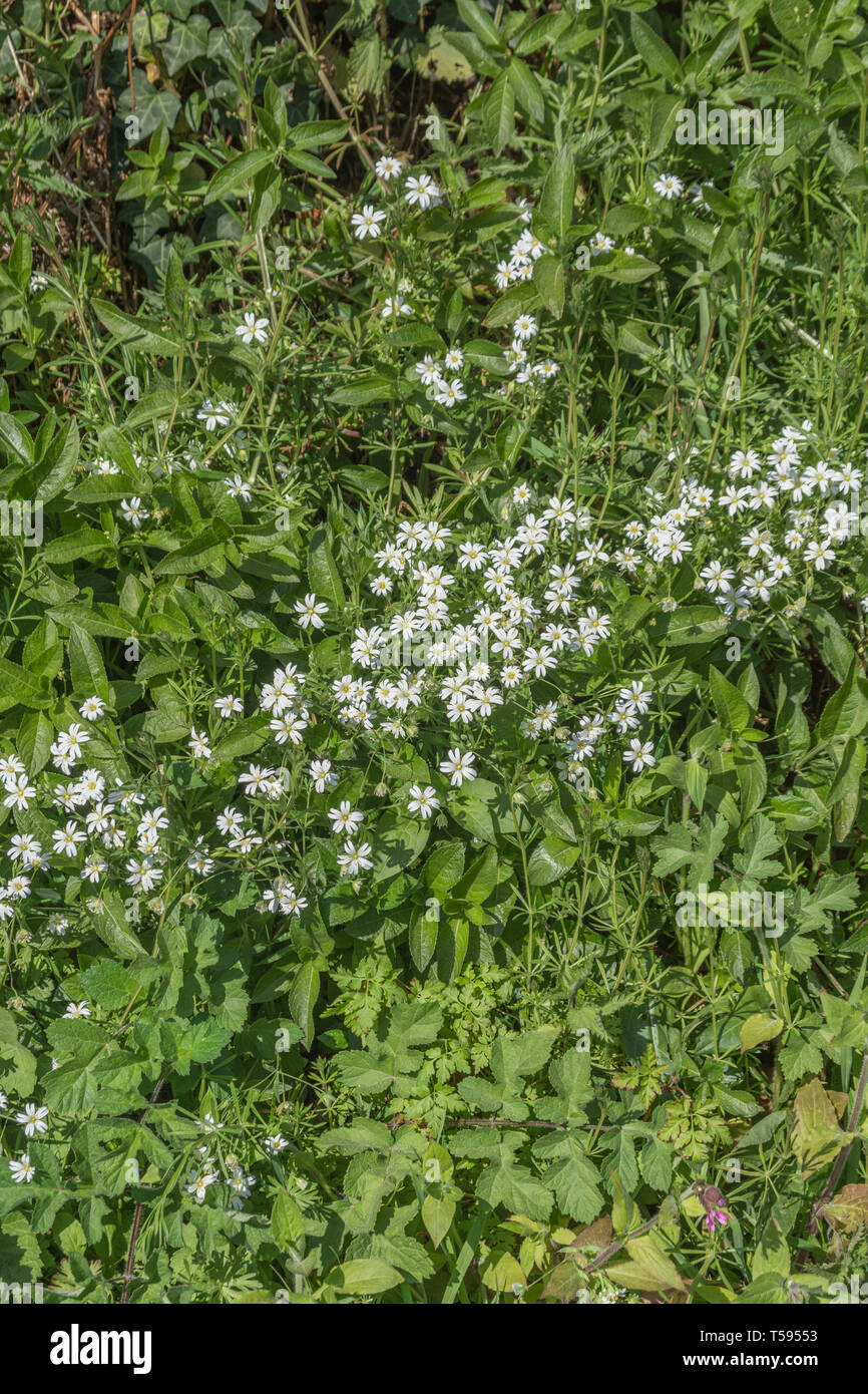 Masse von weißen Blumen der Größer/Sternmiere Stellaria holostea in Ein kornisches Hecke. Heilpflanze einmal in pflanzliche Arzneimittel verwendet. Stockfoto