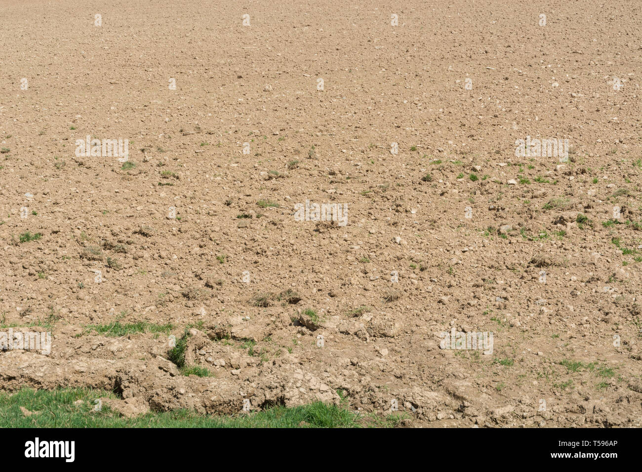 Feld in Cornwall, England, mit gerösteten gepflügten Boden nach dem Zeitraum von wenig Regen. Metapher für Wasserknappheit, trockenes Wetter. Gepflügten Boden Textur. Stockfoto