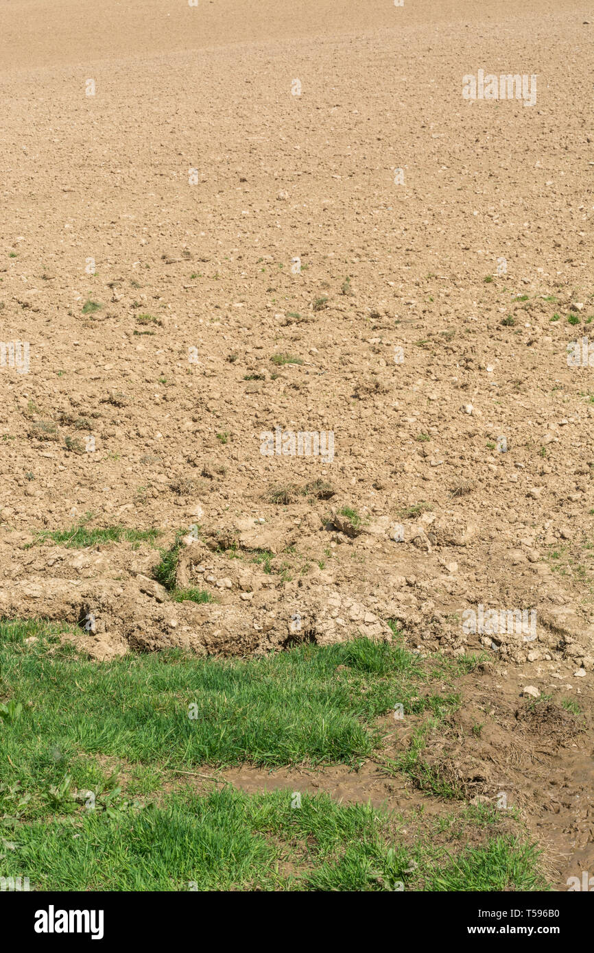 Feld in Cornwall, Großbritannien, mit ausgetrocknete Bodenbearbeitung nach wenig Regen. Für Wasserknappheit, trockenes Wetter. Bebaute Bodenstruktur, ausgetrockte Erde. Stockfoto