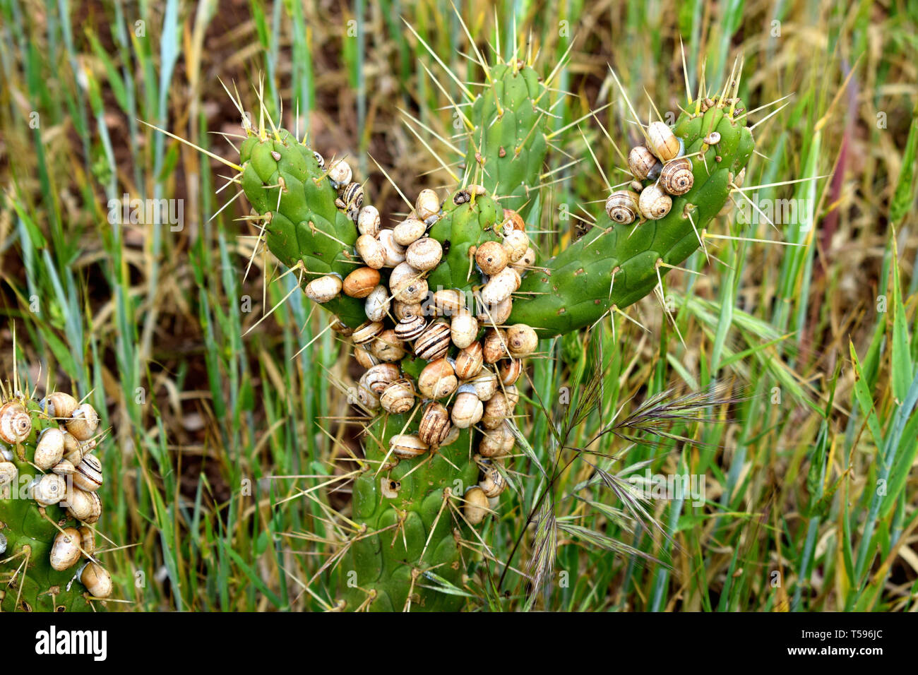 Gruppe von Schnecken auf Kaktus: Nahaufnahme einer Schnecke Kolonie auf Cactus Stockfoto