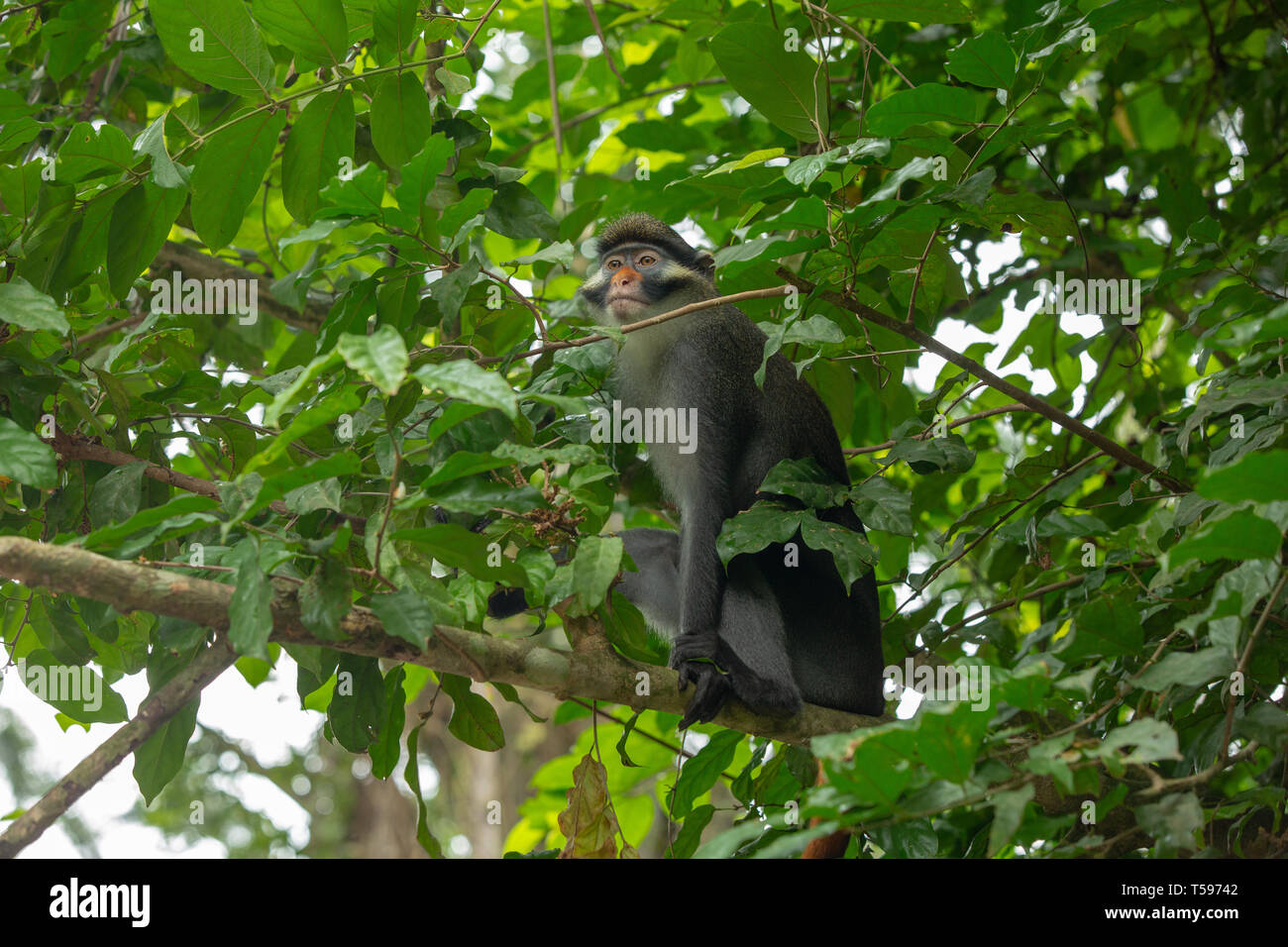 Red-eared monkey Afi Berg Nigeria Stockfoto