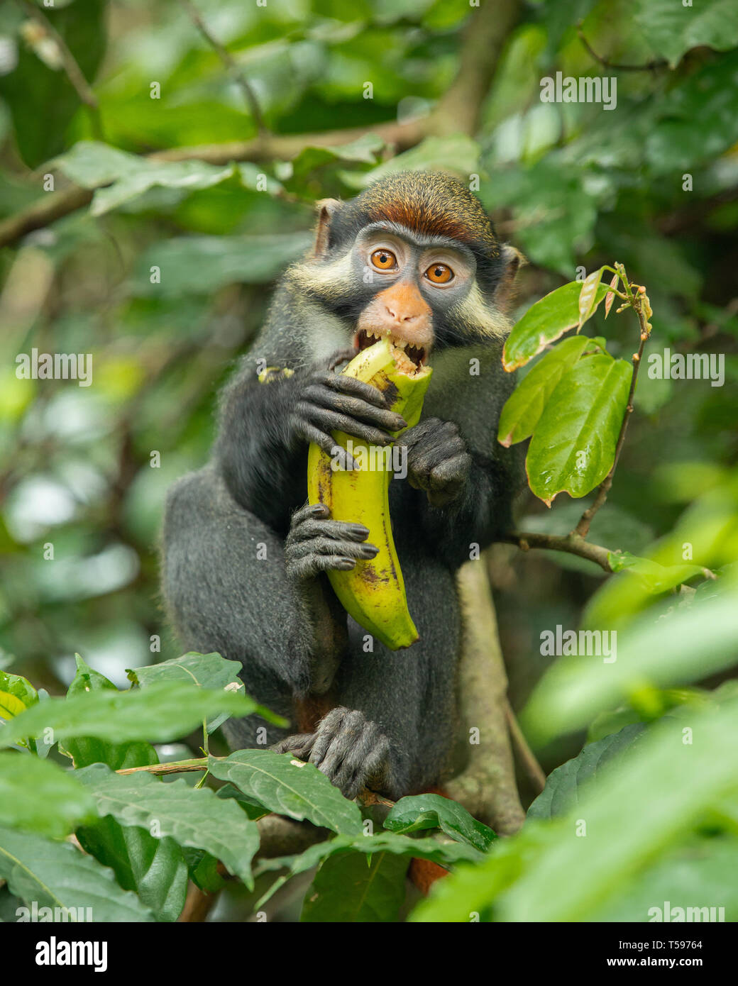 Red-eared Affe essen eine Banane in den Afi Berg Nigeria Stockfoto