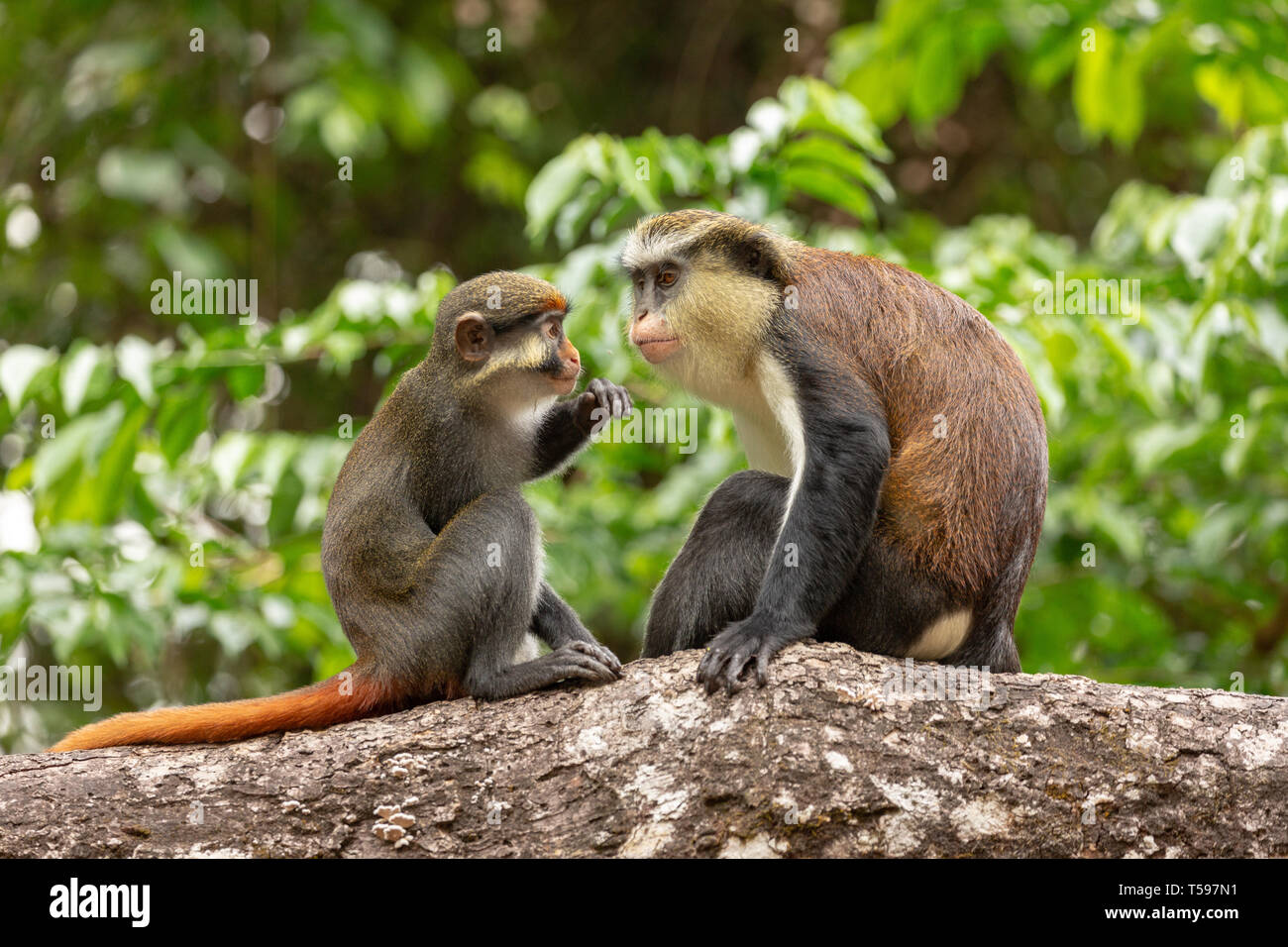 Red eared monkey Pflege ein Mona monkey Afi Berg Nigeria Stockfoto