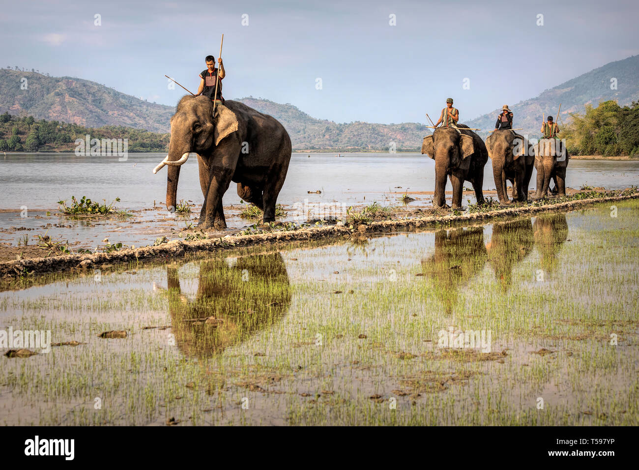 Lak See Elefanten in Vietnam. Stockfoto
