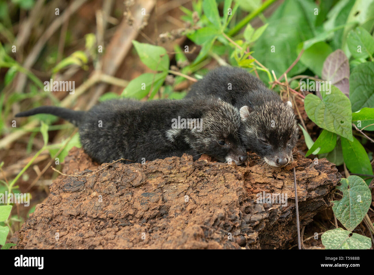 Afrikanische Zibetkatze Jungen Mit Einander Schlafen Stockfotografie Alamy