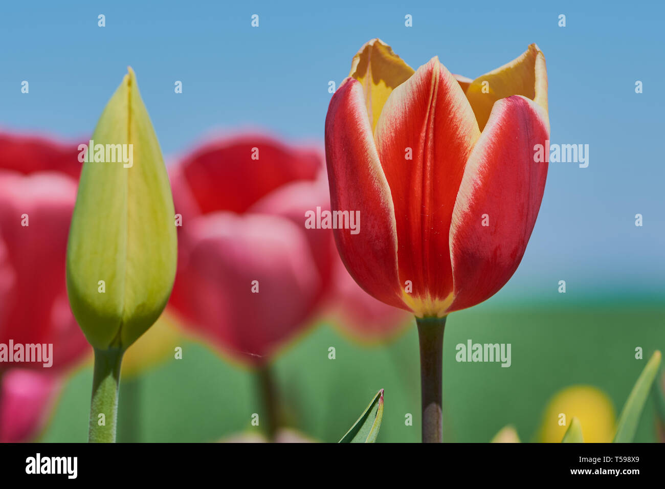Rot blühenden Tulpen und Tulpe geschlossen auf ein Feld gegen den blauen Himmel Stockfoto