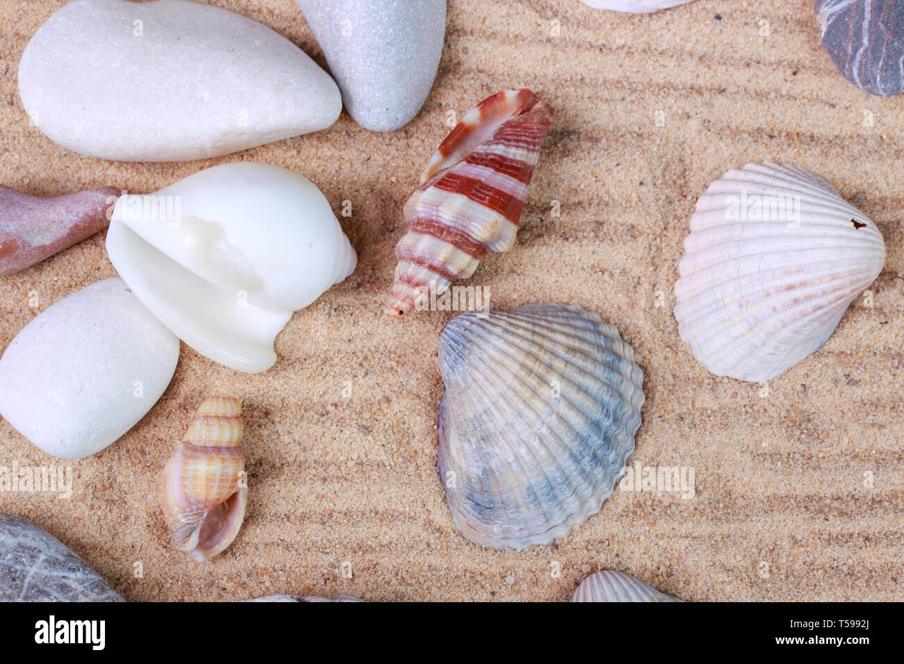 Schöne Muscheln und Steine im Sand Stockfoto