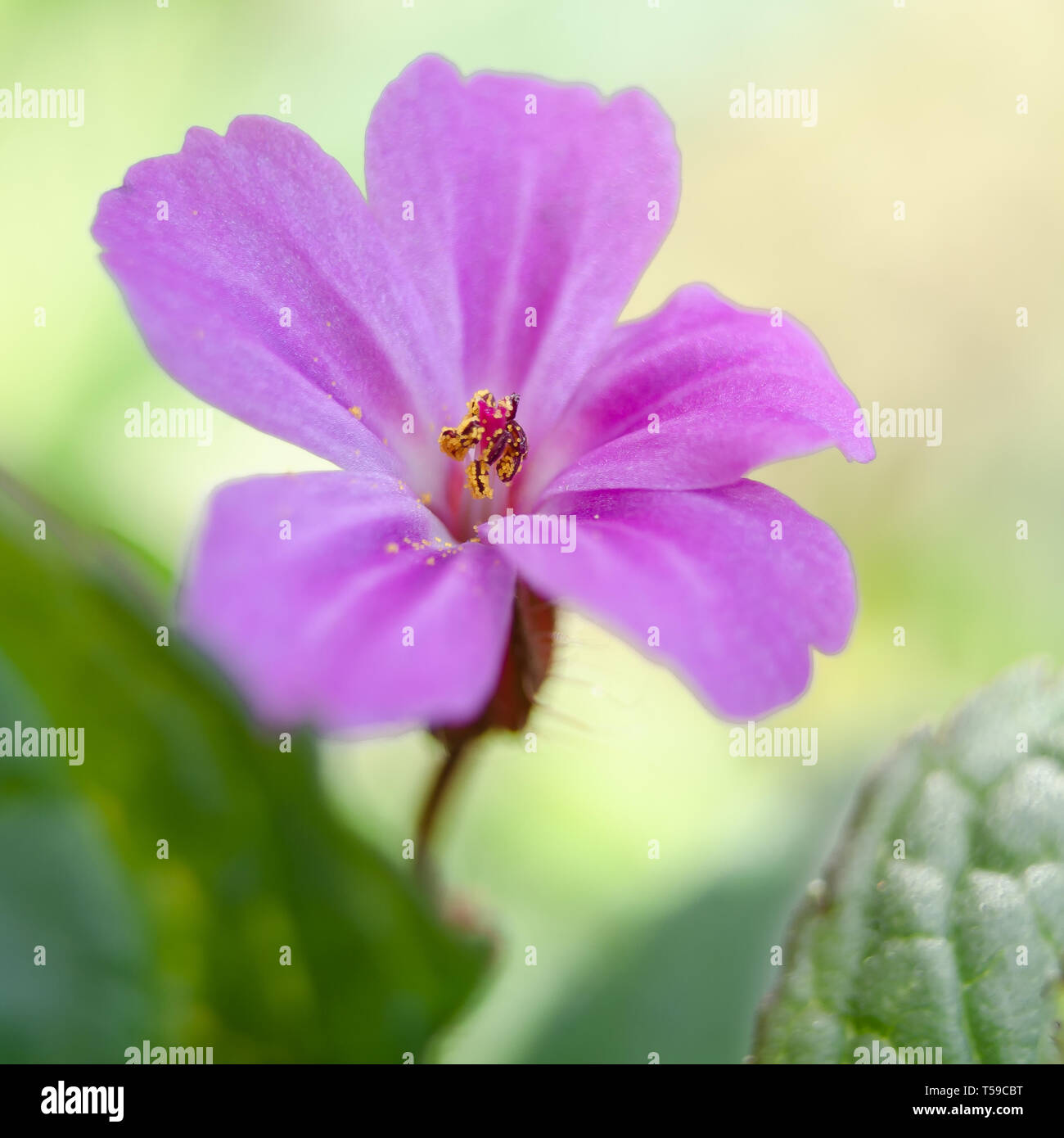 Rosa Blume - Herb Robert ein Coomon Garten Unkraut Stockfoto