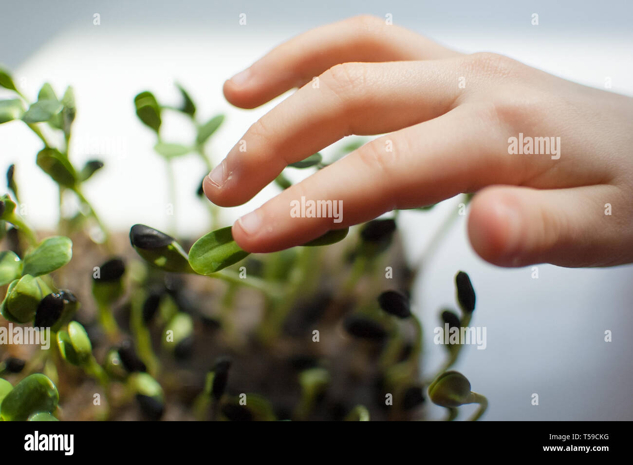 Kid's Hand berührt, Frische und rohe Sprossen von Sonnenblume. Gesunde Ernährung Konzept, microgreens Landwirtschaft zu Hause. Kinder Ernährung Stockfoto