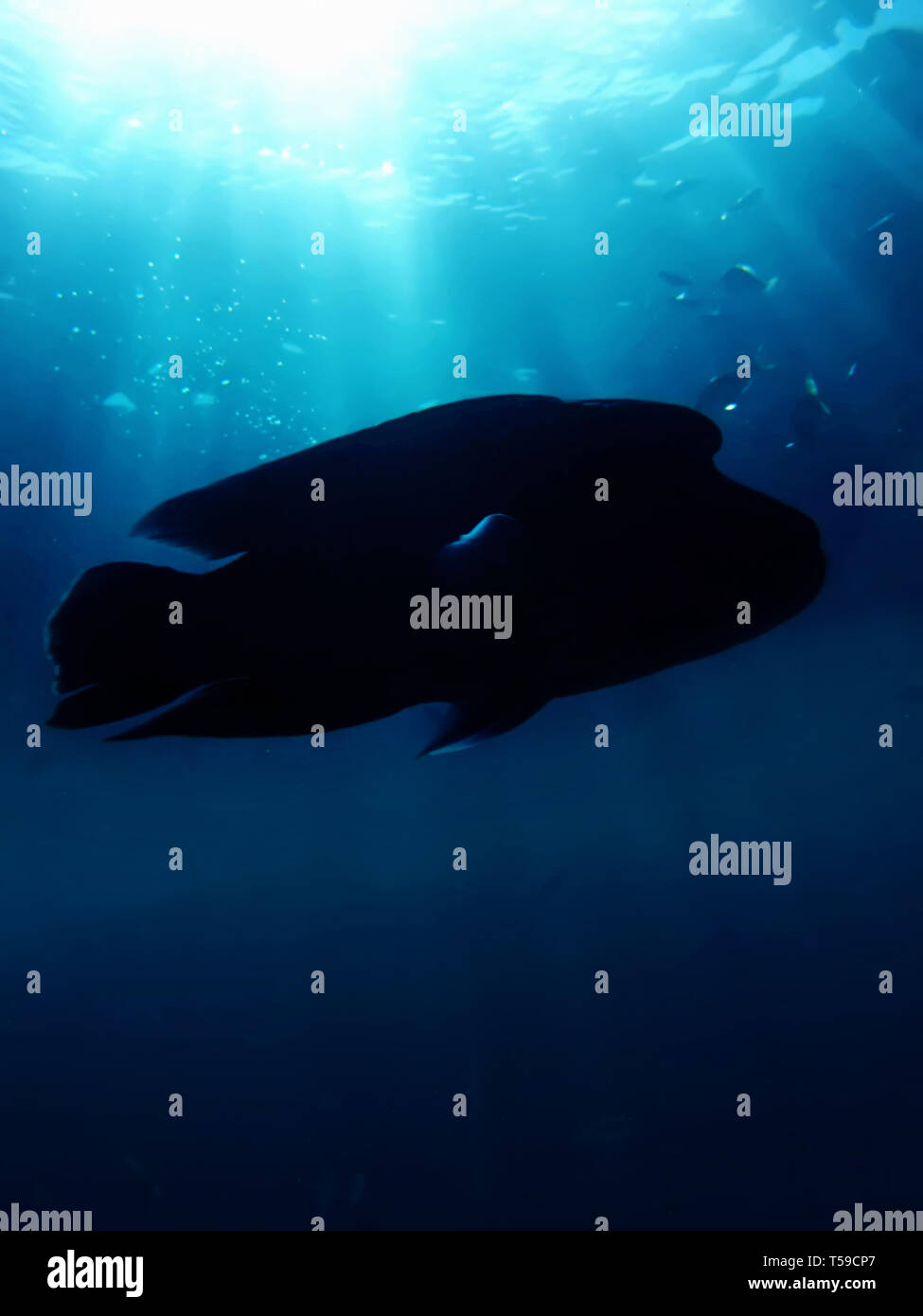 Napoleons. (Cheilinus undulatus) Stockfoto