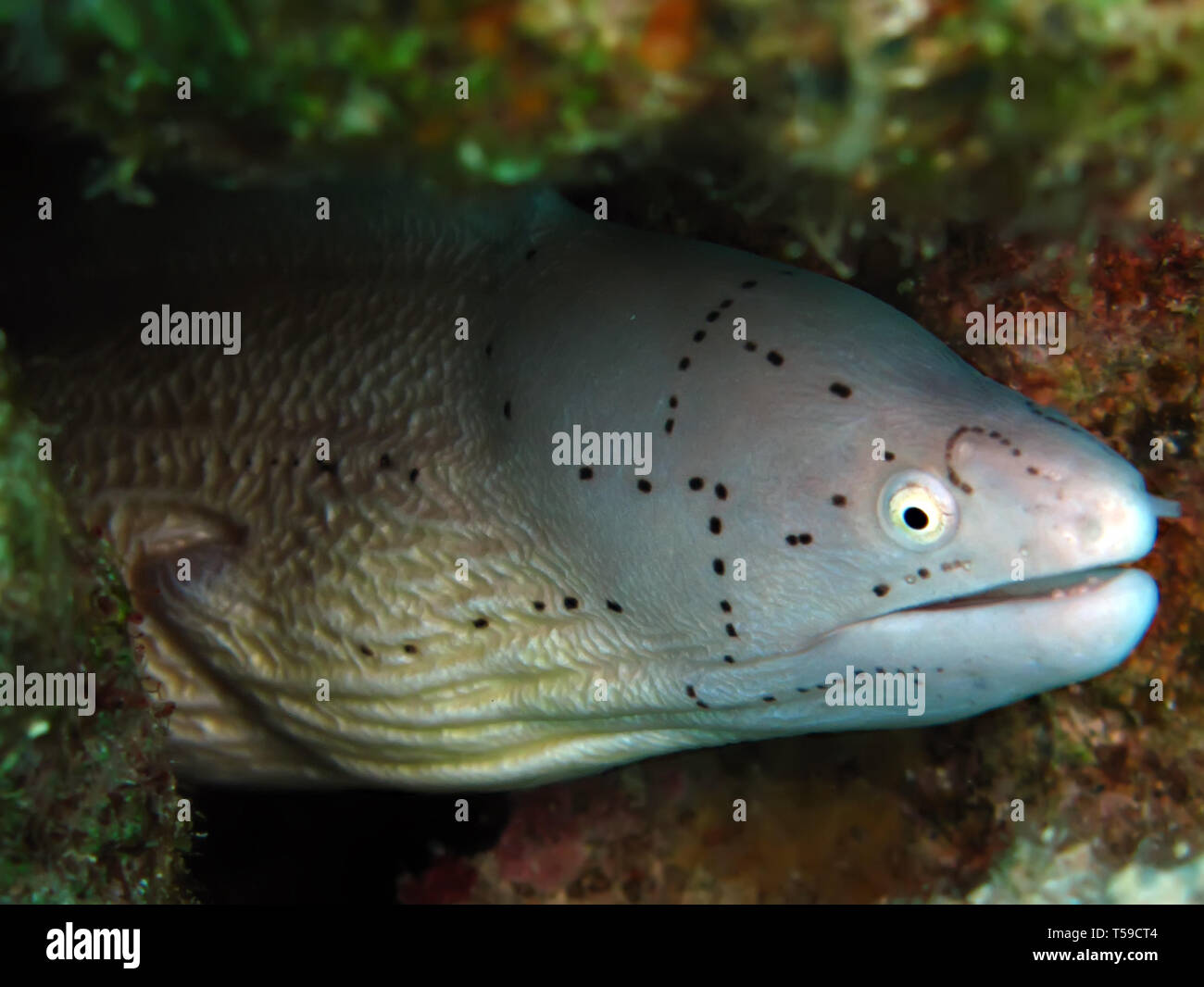 Grau, Moray, (gymnothorax griseus Stockfoto