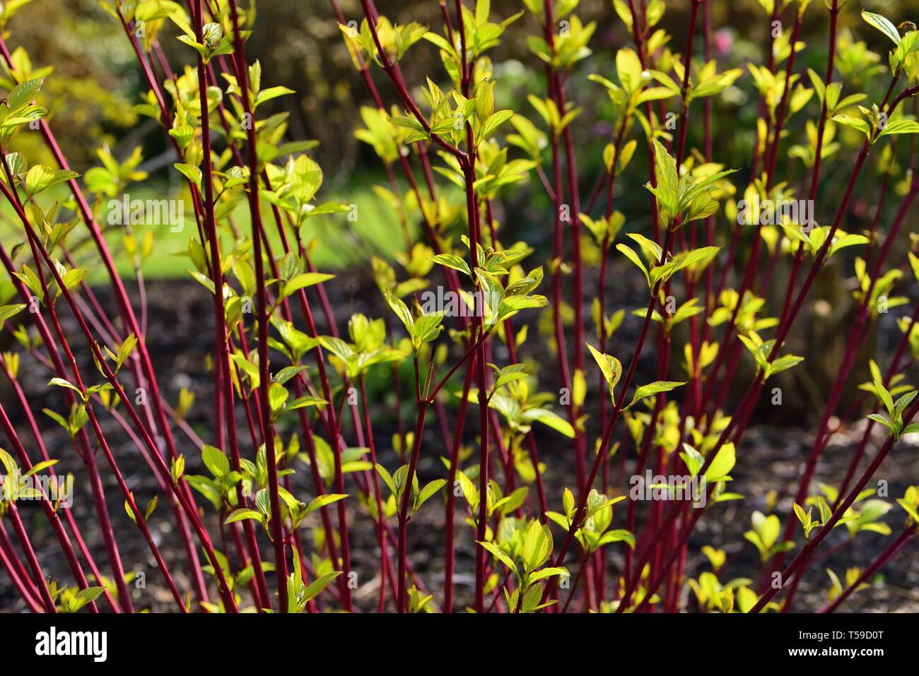 Sibirische Hartriegel im Blatt Stockfoto