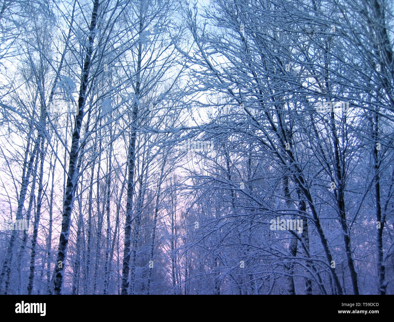 Bäume im Winter abends Park Stockfoto