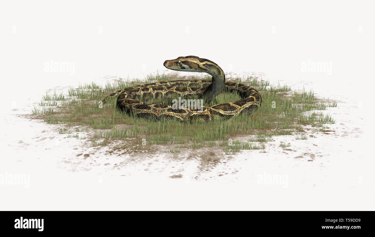 Python Schlange im Gras auf weißem Hintergrund Stockfoto