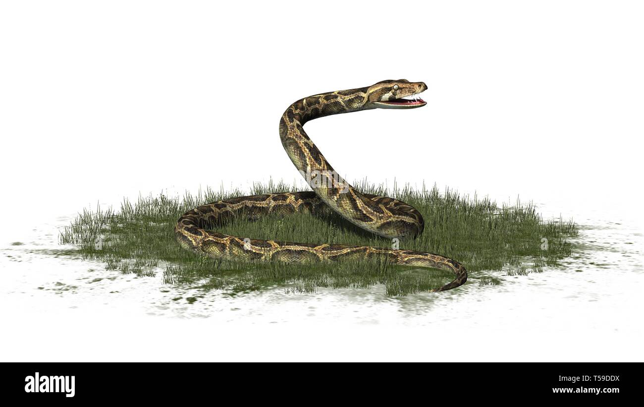 Python Schlange im Gras auf weißem Hintergrund Stockfoto