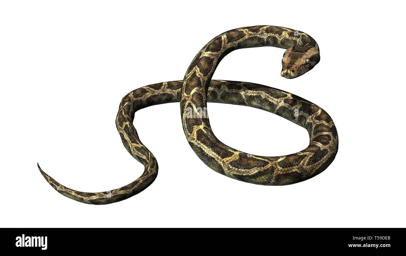 Python Schlange - auf weißem Hintergrund Stockfoto