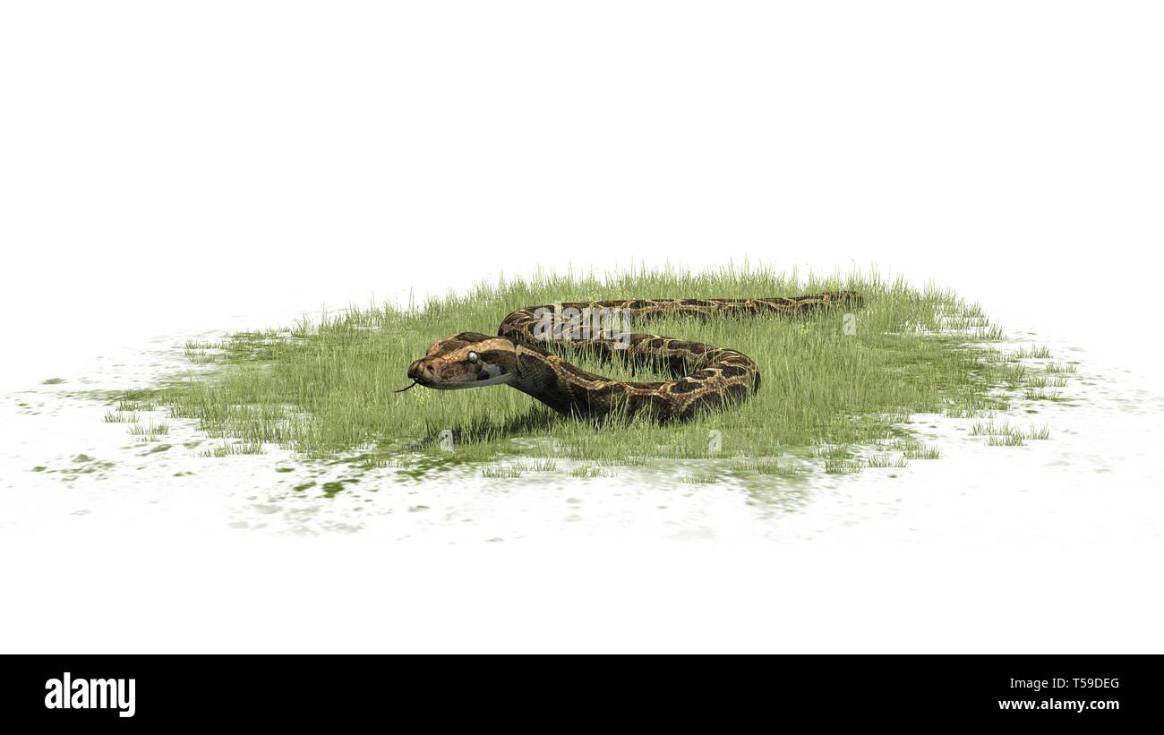 Python Schlange im Gras auf weißem Hintergrund Stockfoto