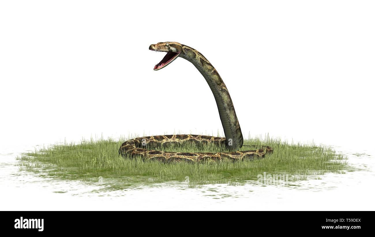 Python Schlange im Gras auf weißem Hintergrund Stockfoto