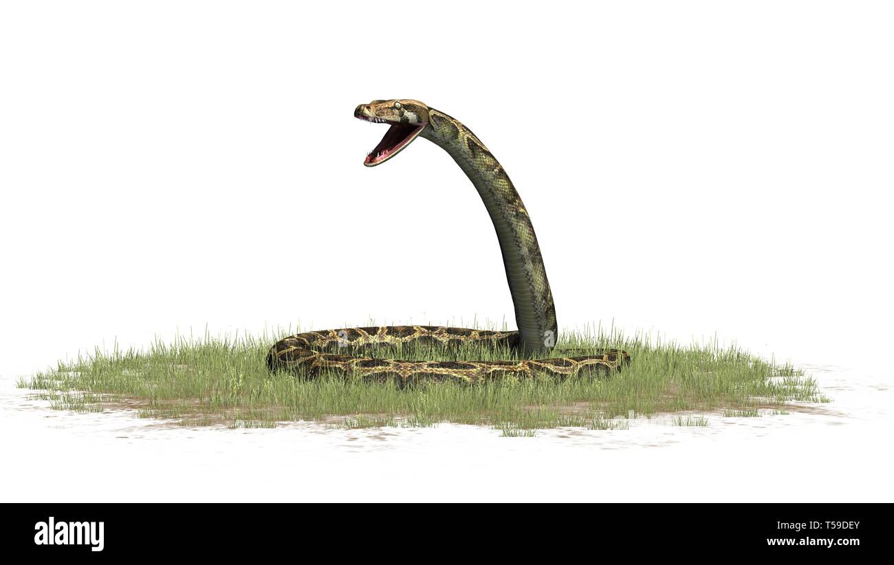 Python Schlange im Gras auf weißem Hintergrund Stockfoto