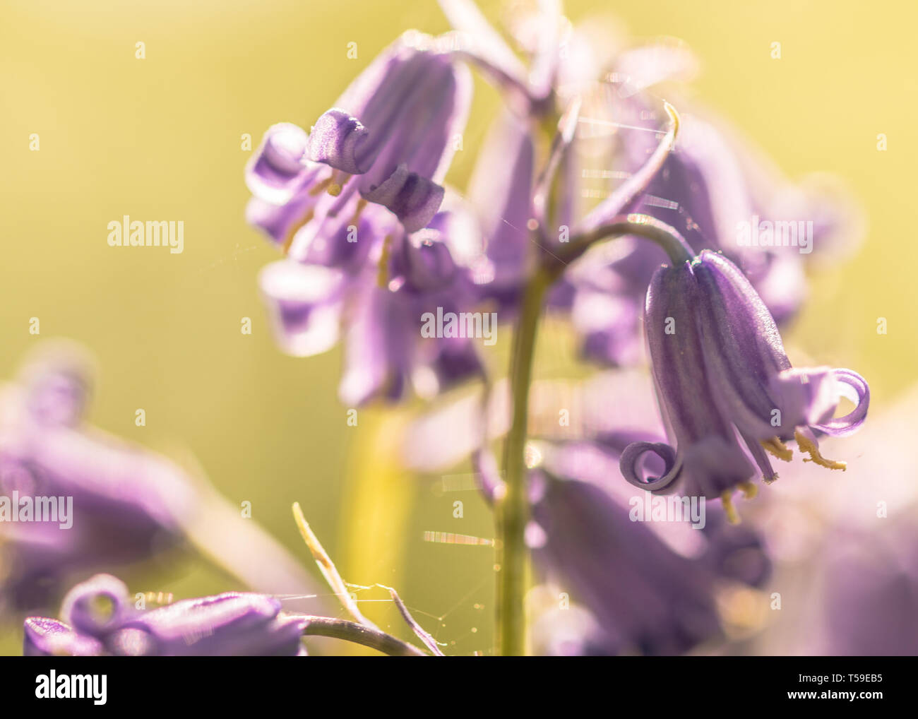 In der Nähe von Britischen bluebells Stockfoto