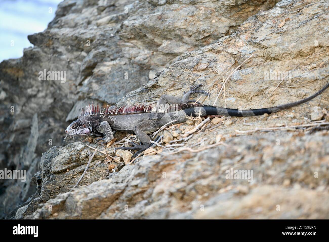 Iguana gefunden in St. Croix, United States Virgin Islands Stockfoto