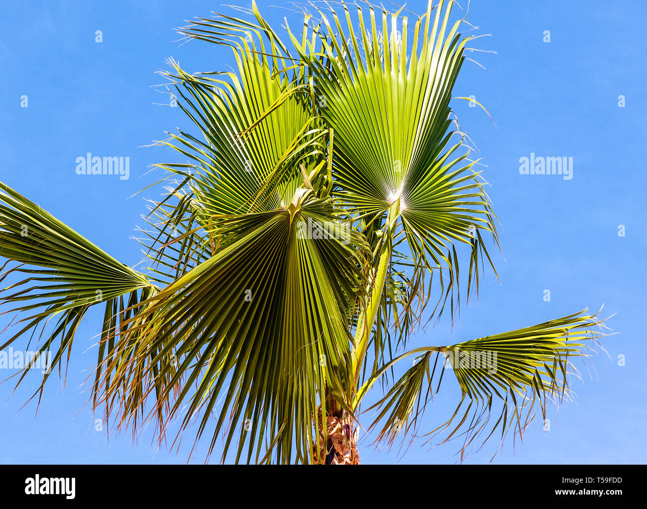 Borassus flabellifer asiatischen Palmyra Palm (allgemein bekannt als rückwärtigen Palm, Tala toddy Palm, Palm, Palm, oder Eis apple) auf blauen Himmel Stockfoto