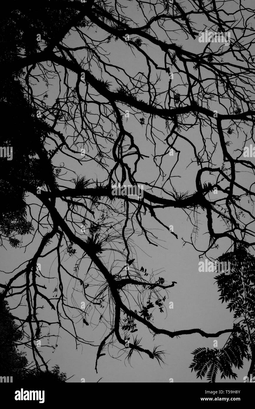 Baum Silhouette in den kühlen Morgen Stockfoto
