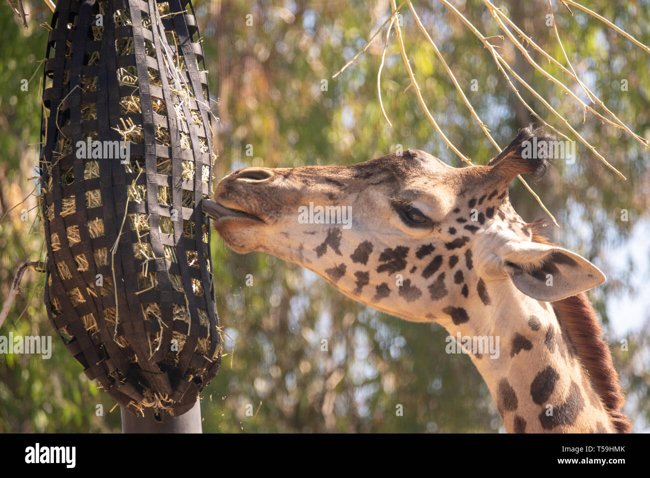 Einen Masai Giraffen füttern von einem erhöhten Gras post im San Diego Zoo. Stockfoto