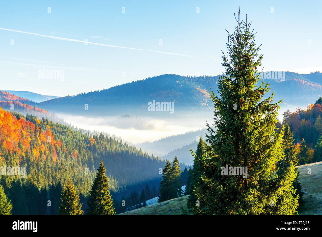 Wunderbare herbst Sonnenaufgang in den Bergen. Nebel schwebende, die in der fernen Tal. Hügel mit Fichten- und Buchenwälder. schöne sonnige Wetter Stockfoto