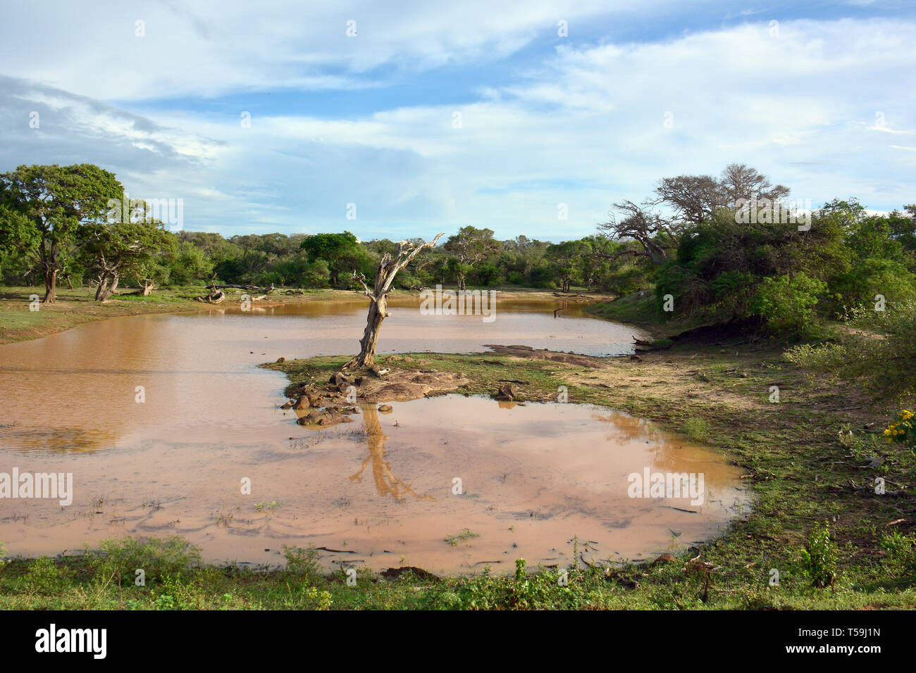 Yala National Park, Sri Lanka. Feuchtgebiete sind Lebensräume von Yala. Stockfoto