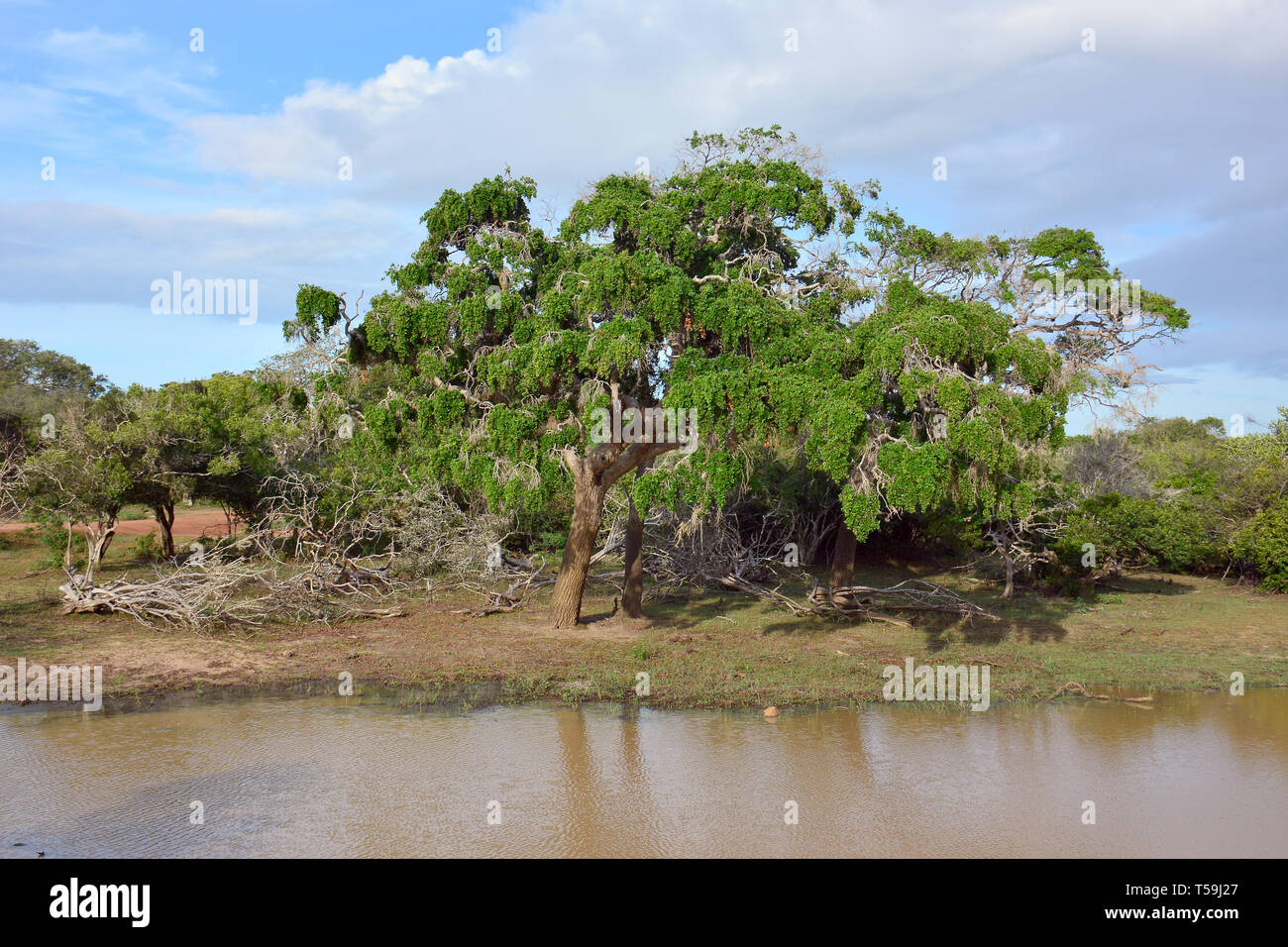 Yala National Park, Sri Lanka. Feuchtgebiete sind Lebensräume von Yala. Stockfoto