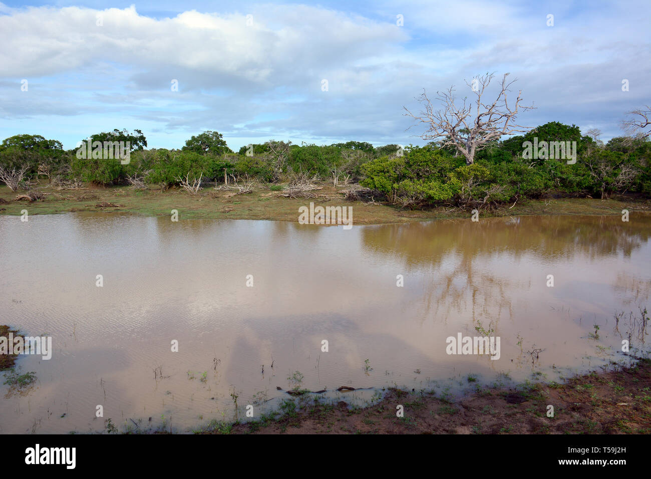 Yala National Park, Sri Lanka. Feuchtgebiete sind Lebensräume von Yala. Stockfoto