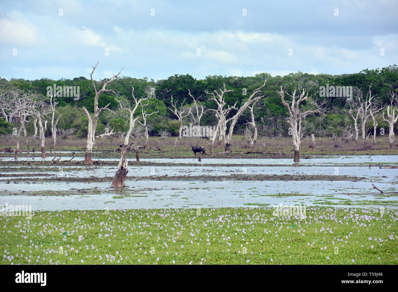 Yala National Park, Sri Lanka. Feuchtgebiete sind Lebensräume von Yala. Stockfoto