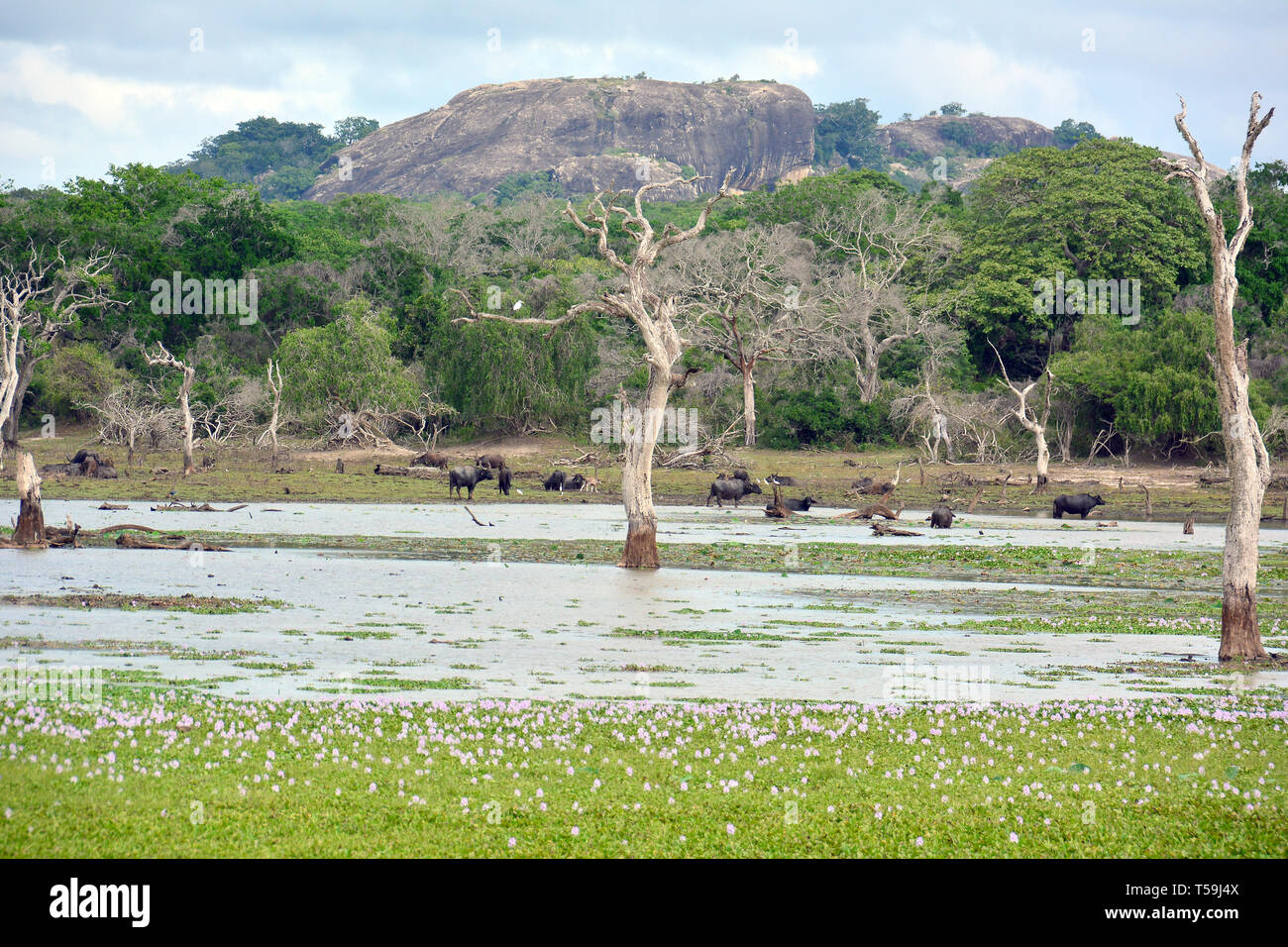 Yala National Park, Sri Lanka. Feuchtgebiete sind Lebensräume von Yala. Stockfoto