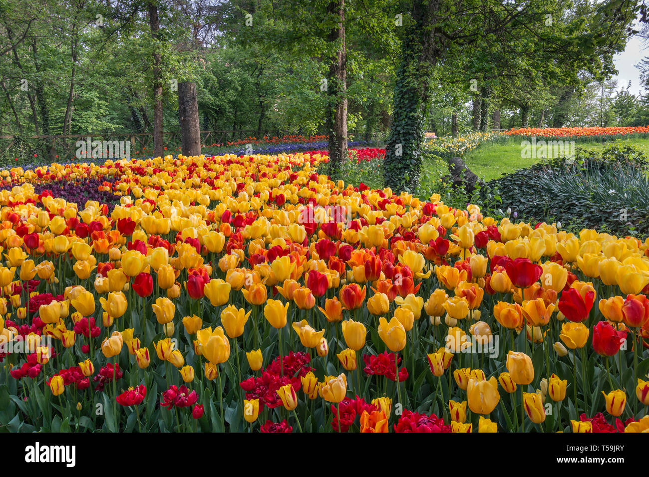 Eine atemberaubende Anzeige mehrerer Farben Tulip Blumen in der Burg von pralormo in der Nähe von Turin, Italien, wo jedes Jahr im April die Ausstellung der Messer Stockfoto