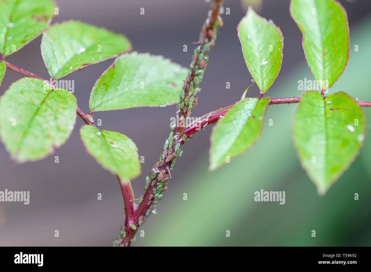 Rose Stiele in Blattläusen bedeckt. Stockfoto