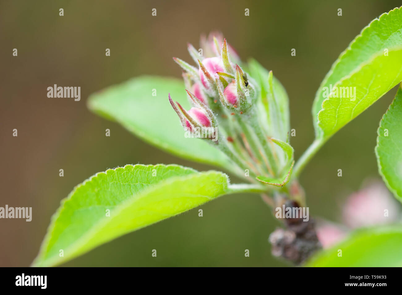 Apple Blossom buds zu platzen im Frühjahr warten. Stockfoto