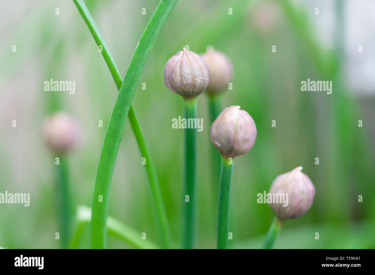 Schnittlauch knospen im Frühling. Stockfoto