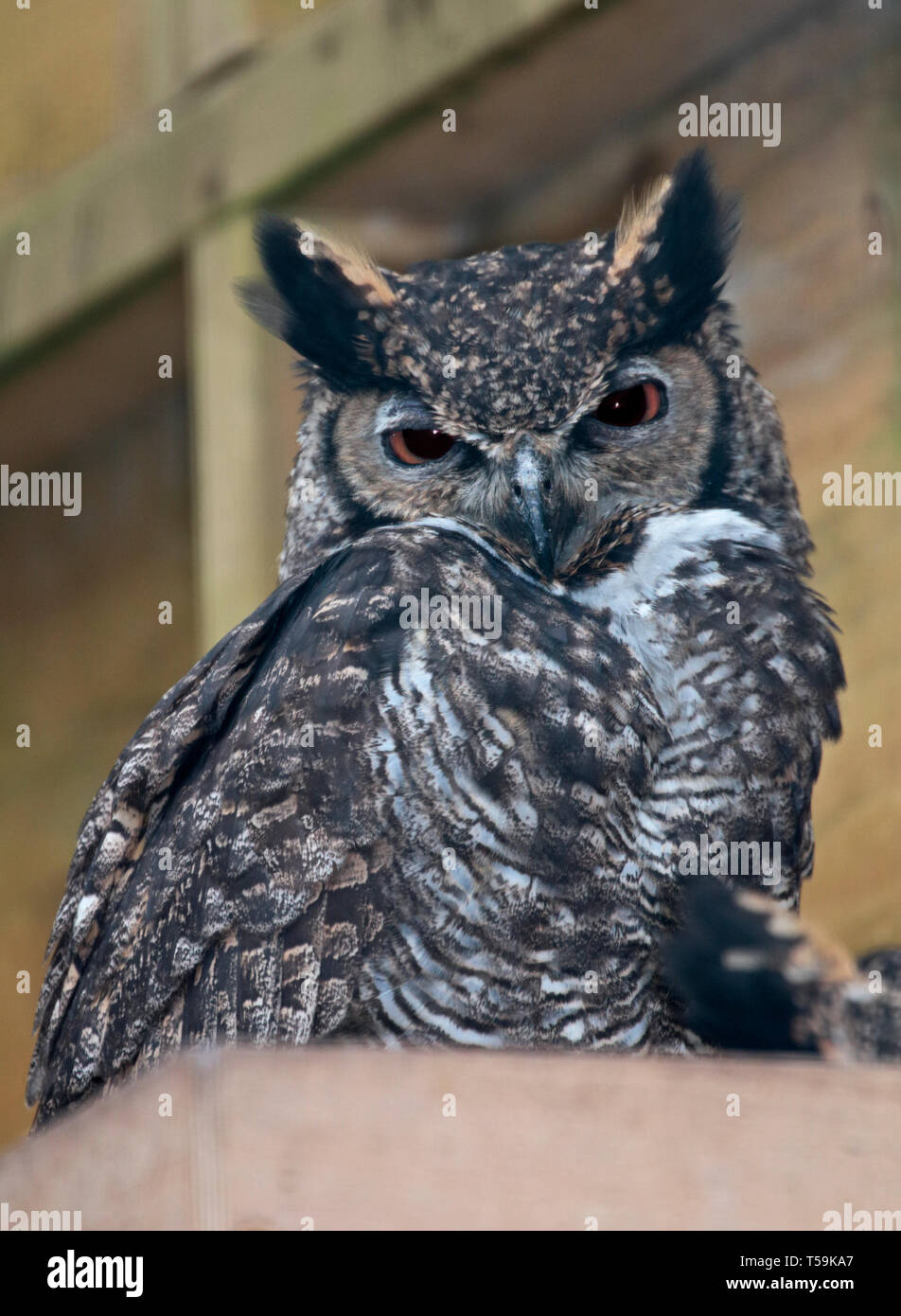 Große gehörnte Eule (Bubo Virginianus) Stockfoto