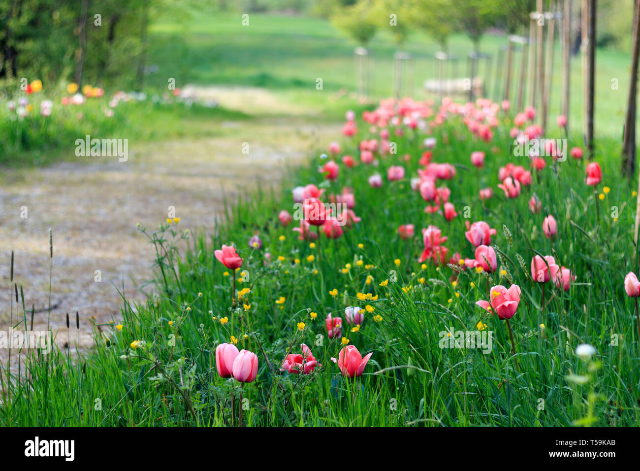 Schöne rosa Tulpe Blumen in einem Park, der das Schloss von pralormo in der Nähe von Turin im Piemont, Italien, wo jeder im April die berühmten Messer Tulipano Stockfoto