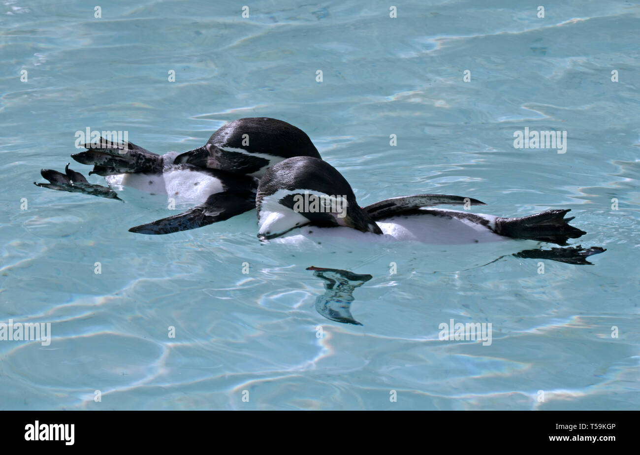 Königspinguine (Aptenodytes patagonicus) schwimmen und das Putzen Stockfoto