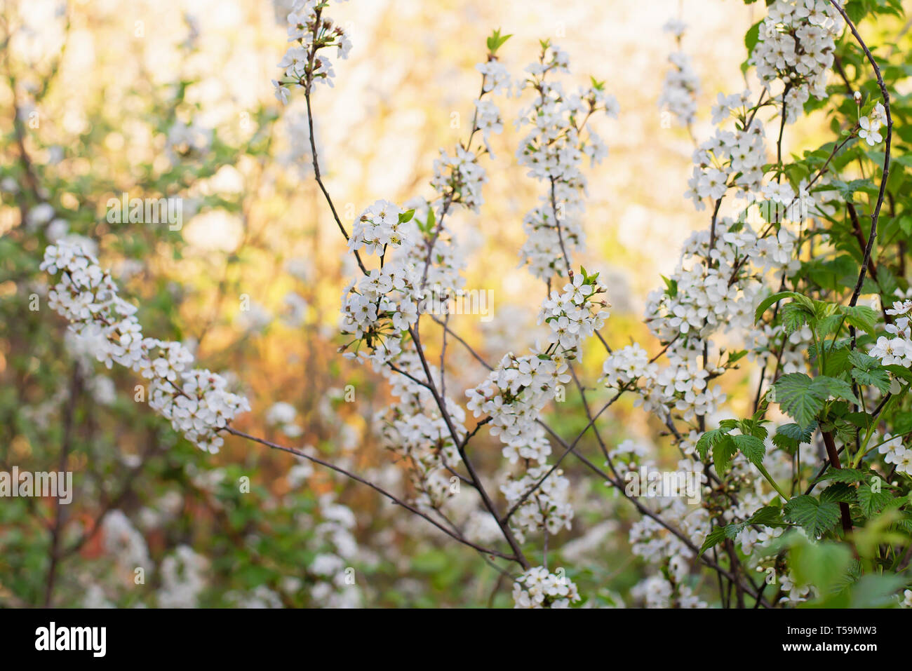 Schöne Kirschblüten im Frühling im Garten mit zarten weißen Blütenblätter Stockfoto